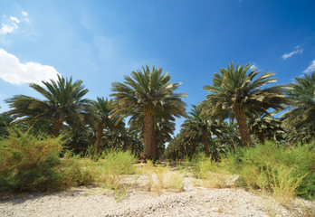 Fototapeta na wymiar palm trees perspective view