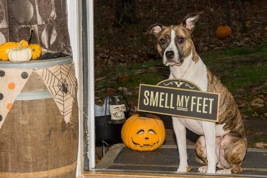 Trick or Treat...Smell my Feet