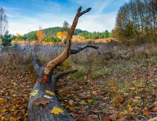 Landscape with fallen old tree trunk