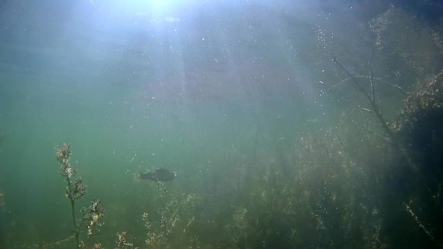 Lake Powell Utah underwater footage marine flora, bass fish