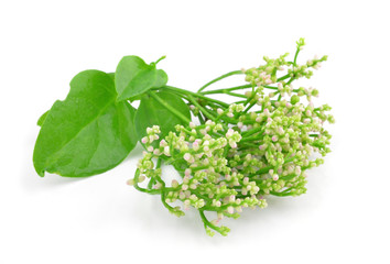 Edible flowers and leave of Basella alba or malabar spinach