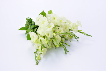 Bouquet of white flowers on white background