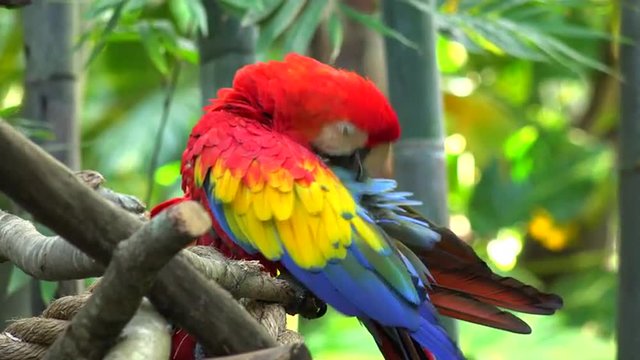 The Scarlet Macaw (Ara macao) sitting on a branch.The Scarlet Macaw is a large, red, yellow and blue South American parrot. It is native to humid evergreen forests of tropical South America.