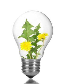 Green eco energy concept. Flowers growing inside light bulb, isolated on white
