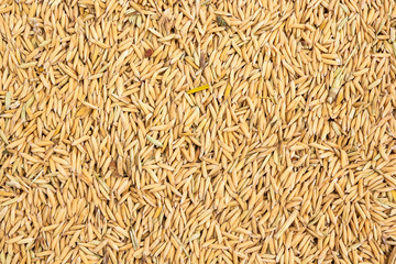 Paddy rice background