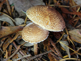 Chestnut Dapperling - Lepiota castanea
