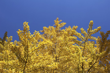 Ginkgo of autumn leaves