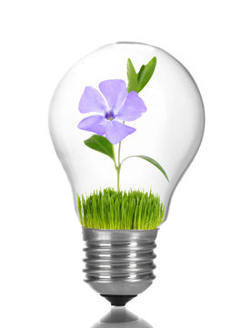 Green eco energy concept. Flower growing inside light bulb, isolated on white