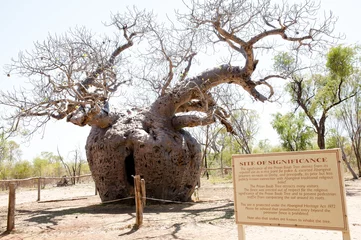 Papier Peint photo Baobab Boab Prison Tree - Kimberley - Australie