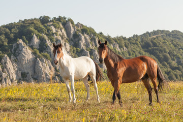 Obraz na płótnie Canvas Two horses on field