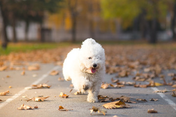 little white dog in run - Autumn background