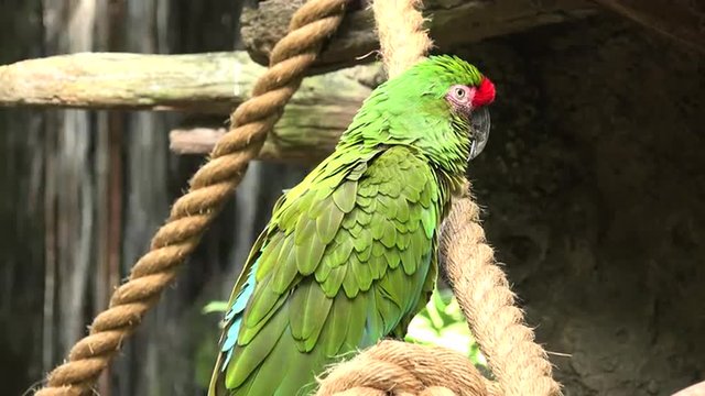 The Military Macaw (Ara militaris) sitting on a branch. It is is a large parrot and a medium-sized macaw. A predominantly green bird, it is found in the forests of Mexico and South America. 4k video