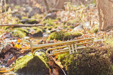 Trumpet Stream Wilderness