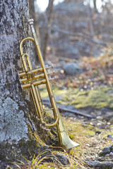 Trumpet Wilderness Trail