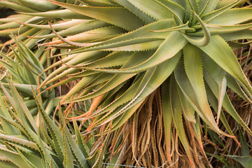 Large Succulent Plant