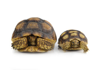 Desert tortoise isolated on white background
