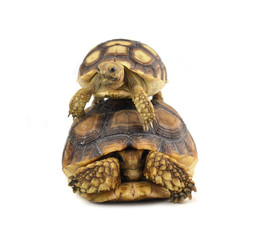 Desert tortoise isolated on white background
