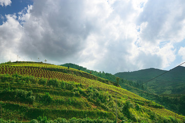 Fototapeta premium Moc Chau tea hill, Moc Chau village, Son La province, Vietnam