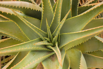 Large Succulent Plant