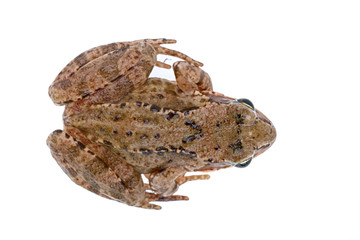 Brown European frog on a white background