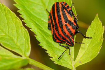 Red black striped shield bug sitting on a flower