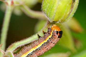 Brown caterpillar with ellow stripe on a flower