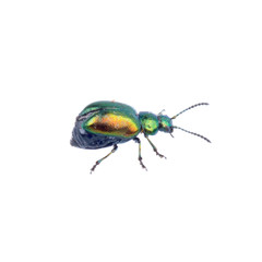 Metal green bug on a white background