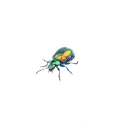 Metal green bug on a white background