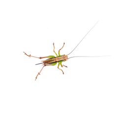 Green brown grasshopper on a white background