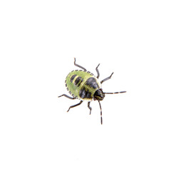 Green black shield bug on a white background