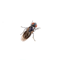 Black fly on a white background