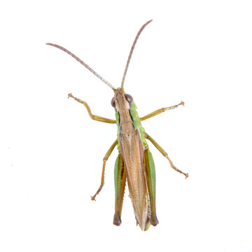 Green brown grasshopper on a white background