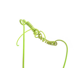 Grape tendril isolated on white