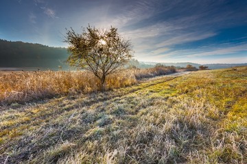 Autumnal cold morning on meadow