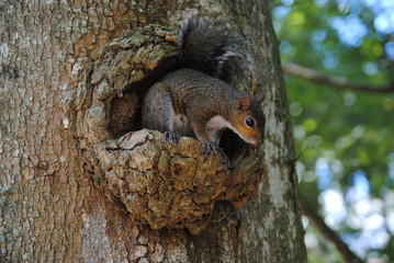 wild squirrel climbed a tree