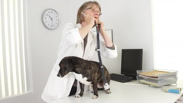 Senior woman vet listening to pitbull mix dog heart