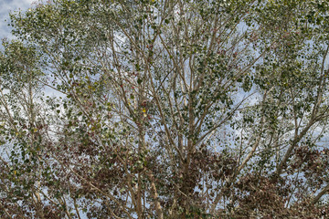 green leaves on the tree , nature green wood sunlight background