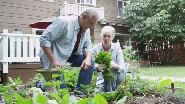 Senior couple picking up vegetables in garden