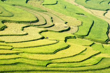 Rice fields on terraced of Mu Cang Chai, YenBai, Vietnam. Rice fields prepare the harvest at Northwest Vietnam.Vietnam landscapes.