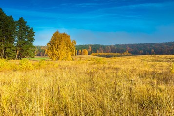 Beautiful autumnal landscape with grassland and trees