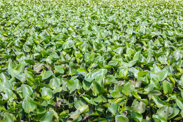 Naklejka premium Water hyacinth green