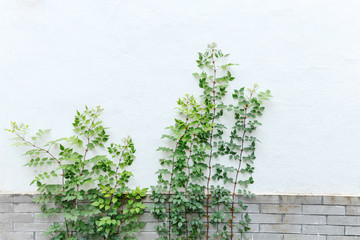 plant against white wall
