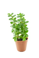 Beautiful Green Plant in Orange Pots isolated