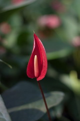 Red spadix  flowers