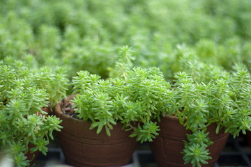 Decorative plant in pot for background