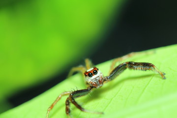 Small jump spider in rain forest