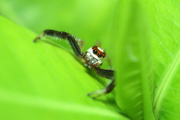 Small jump spider in rain forest