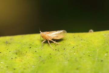 Small bug and insect in the garden