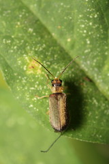 Small bug and insect in the garden