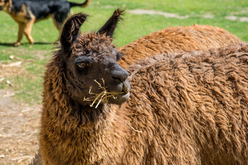 Llama - Camelido - Camelidae - Lama Glama